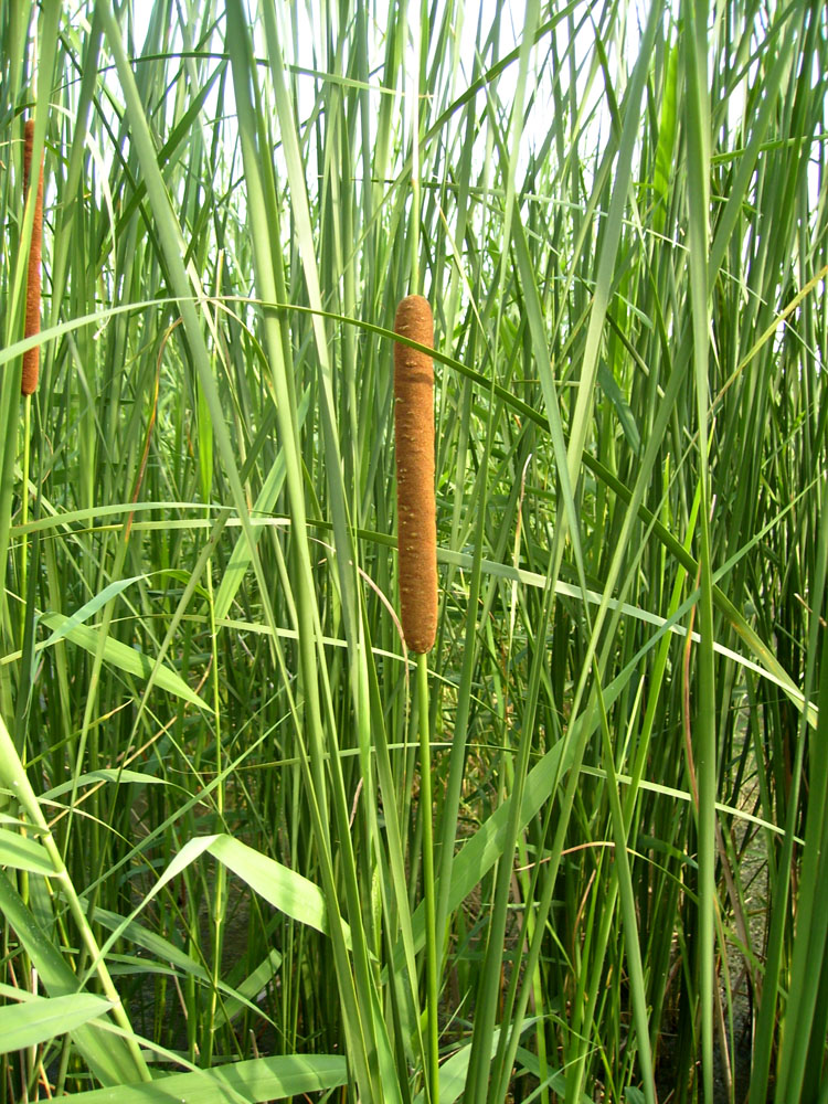 Image of Typha angustifolia specimen.