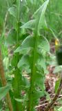 Taraxacum marklundii. Часть прикорневого листа. Свердловская обл., окр. г. Североуральск, опушка сосново-елового леса. 03.06.2011.