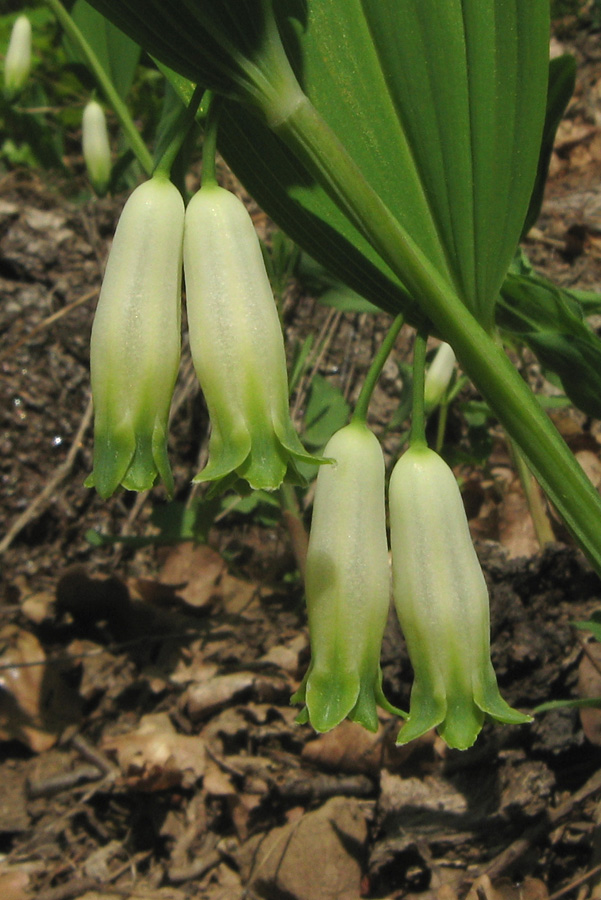 Image of Polygonatum odoratum specimen.