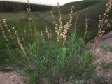 Artemisia salsoloides