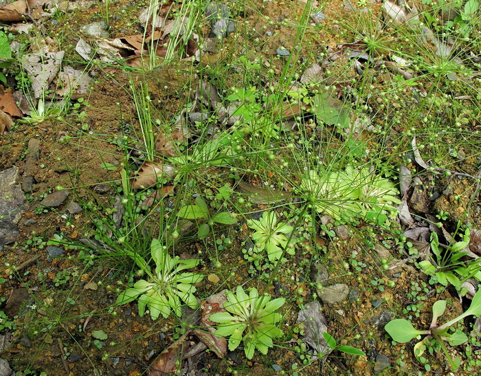 Image of Androsace filiformis specimen.