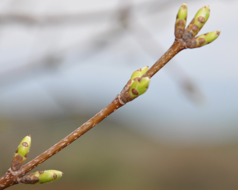 Image of Acer monspessulanum specimen.