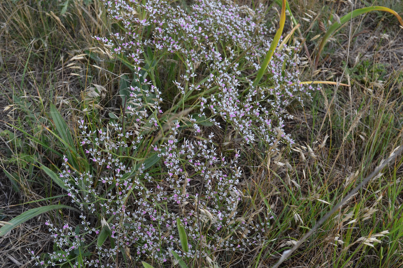 Image of Goniolimon tauricum specimen.