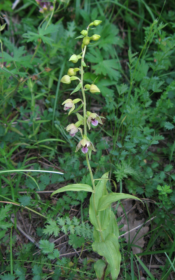 Изображение особи Epipactis helleborine.