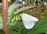 Acanthus mollis. Цветок. Абхазия, г. Сухум, ботанический сад. 12.06.2012.