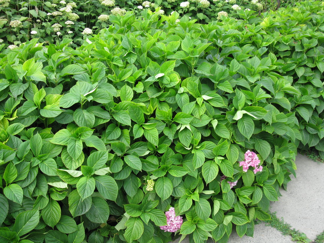 Image of Hydrangea macrophylla specimen.