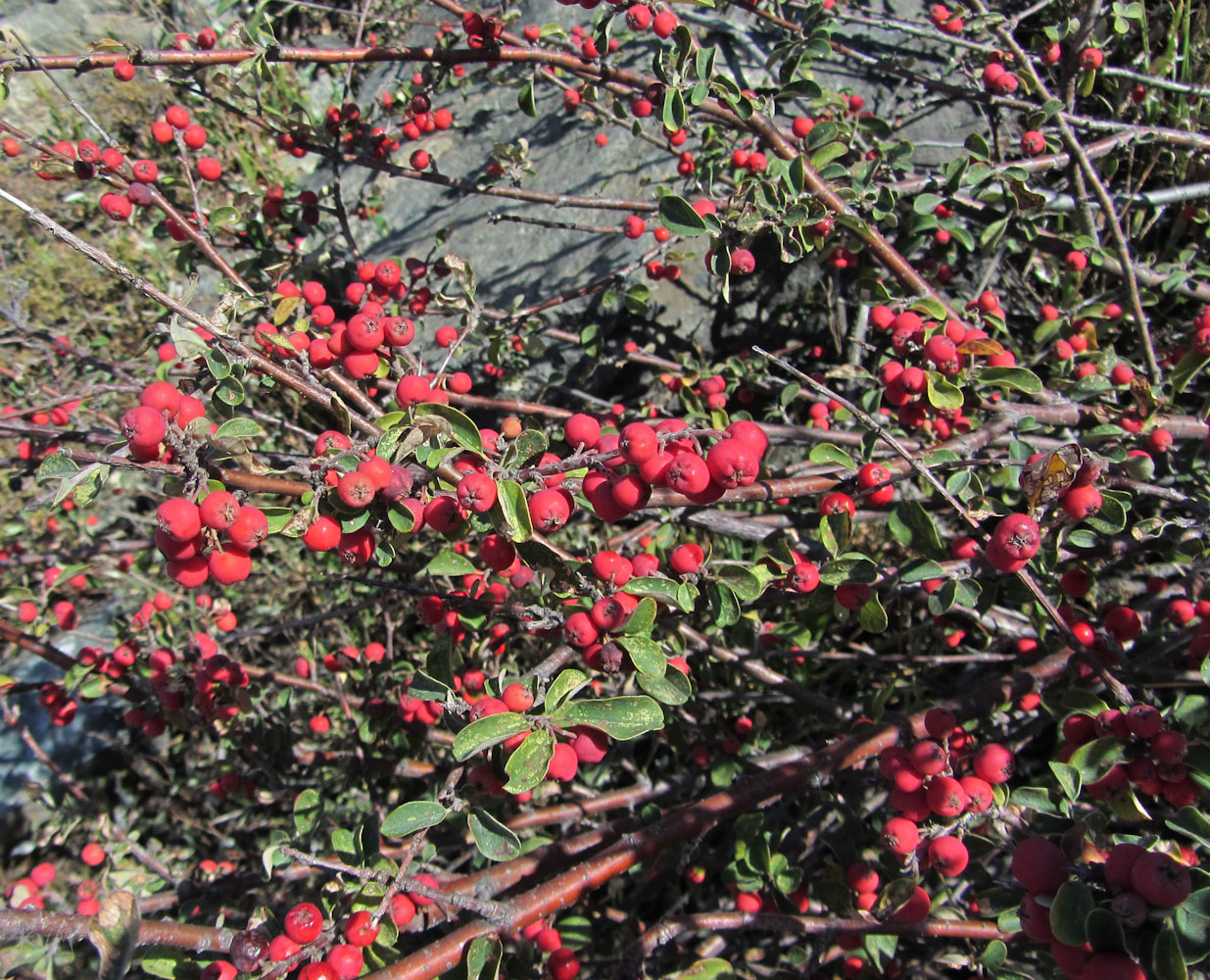 Image of Cotoneaster oliganthus specimen.