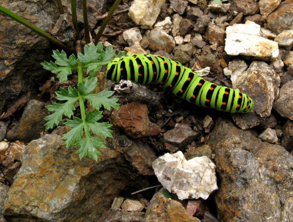 Image of Seseli buchtormense specimen.