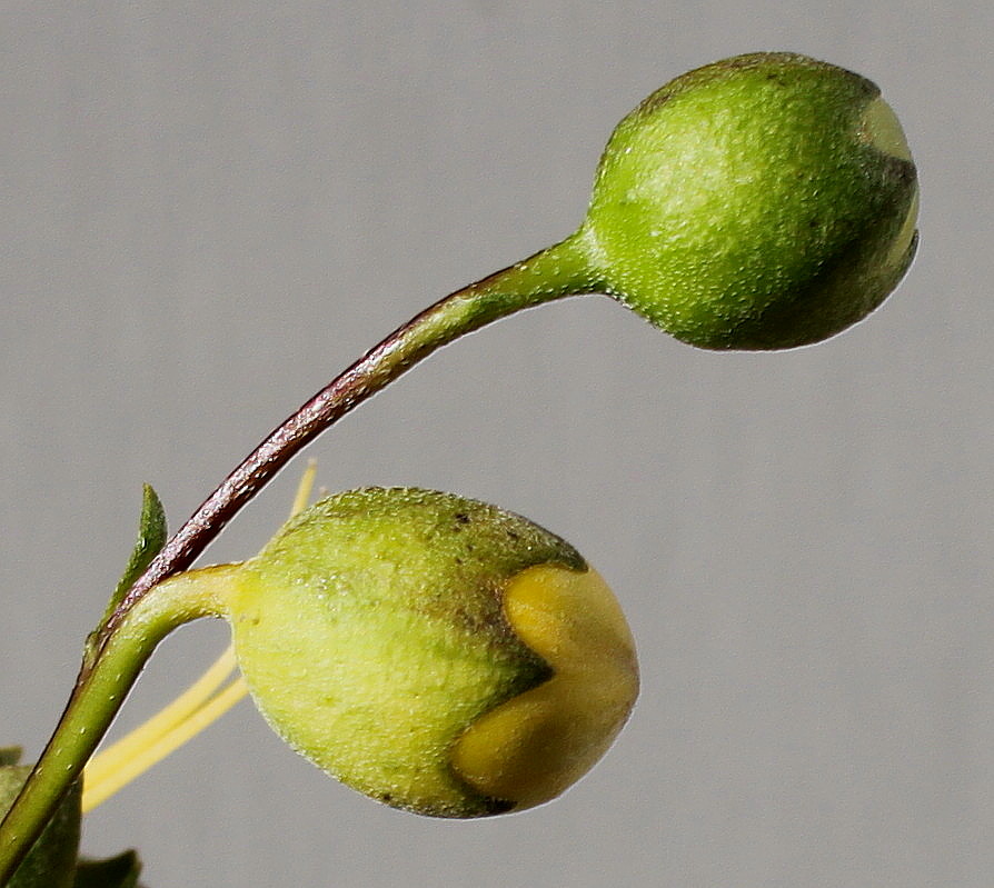 Image of Kirengeshoma koreana specimen.