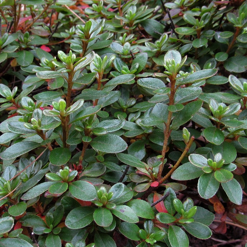 Image of genus Rhododendron specimen.