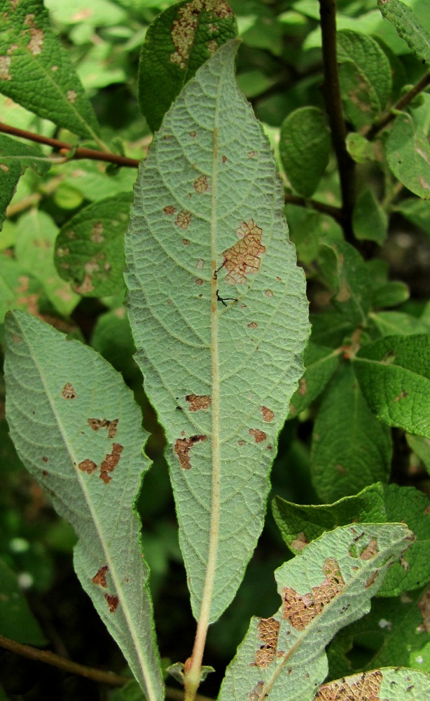 Image of Salix aurita specimen.