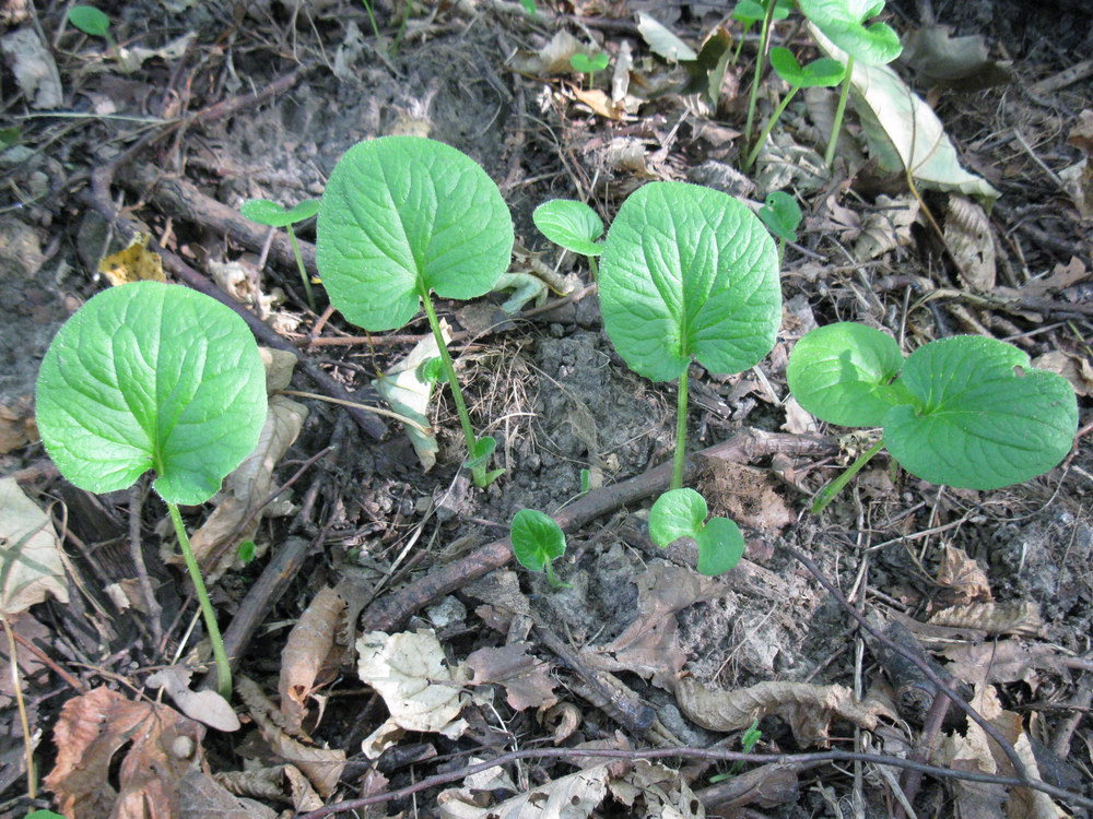 Image of Doronicum orientale specimen.