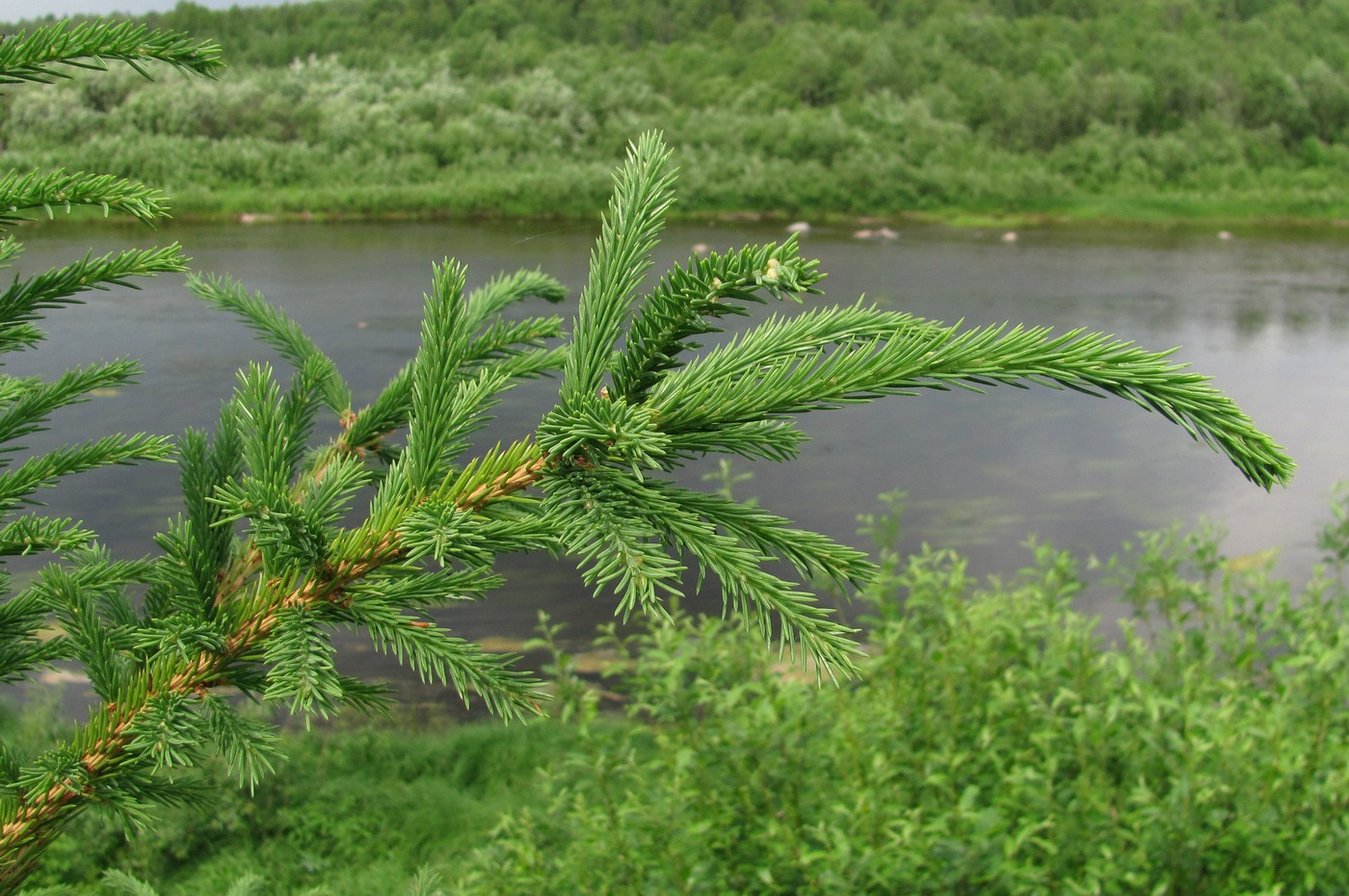 Image of Picea obovata specimen.