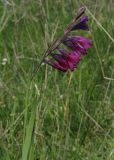Gladiolus tenuis. Верхушка побега с соцветием. Крым, Варнаутская долина. 18.05.2012.