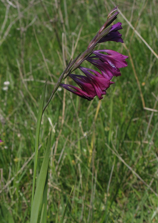 Изображение особи Gladiolus tenuis.