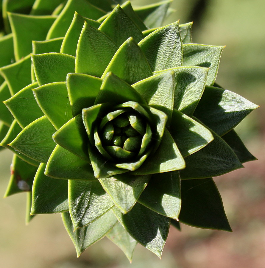 Image of Araucaria araucana specimen.