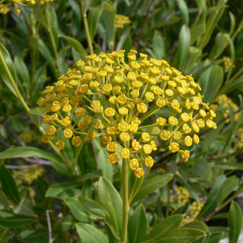 Image of Bupleurum fruticosum specimen.