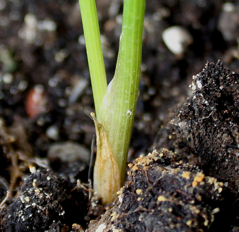 Image of Arum maculatum specimen.