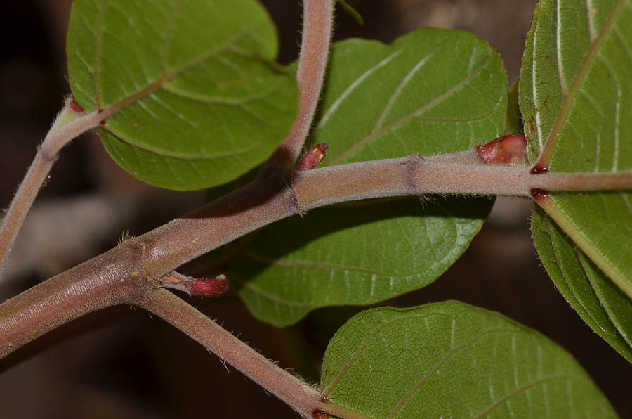 Image of Ficus sycomorus specimen.