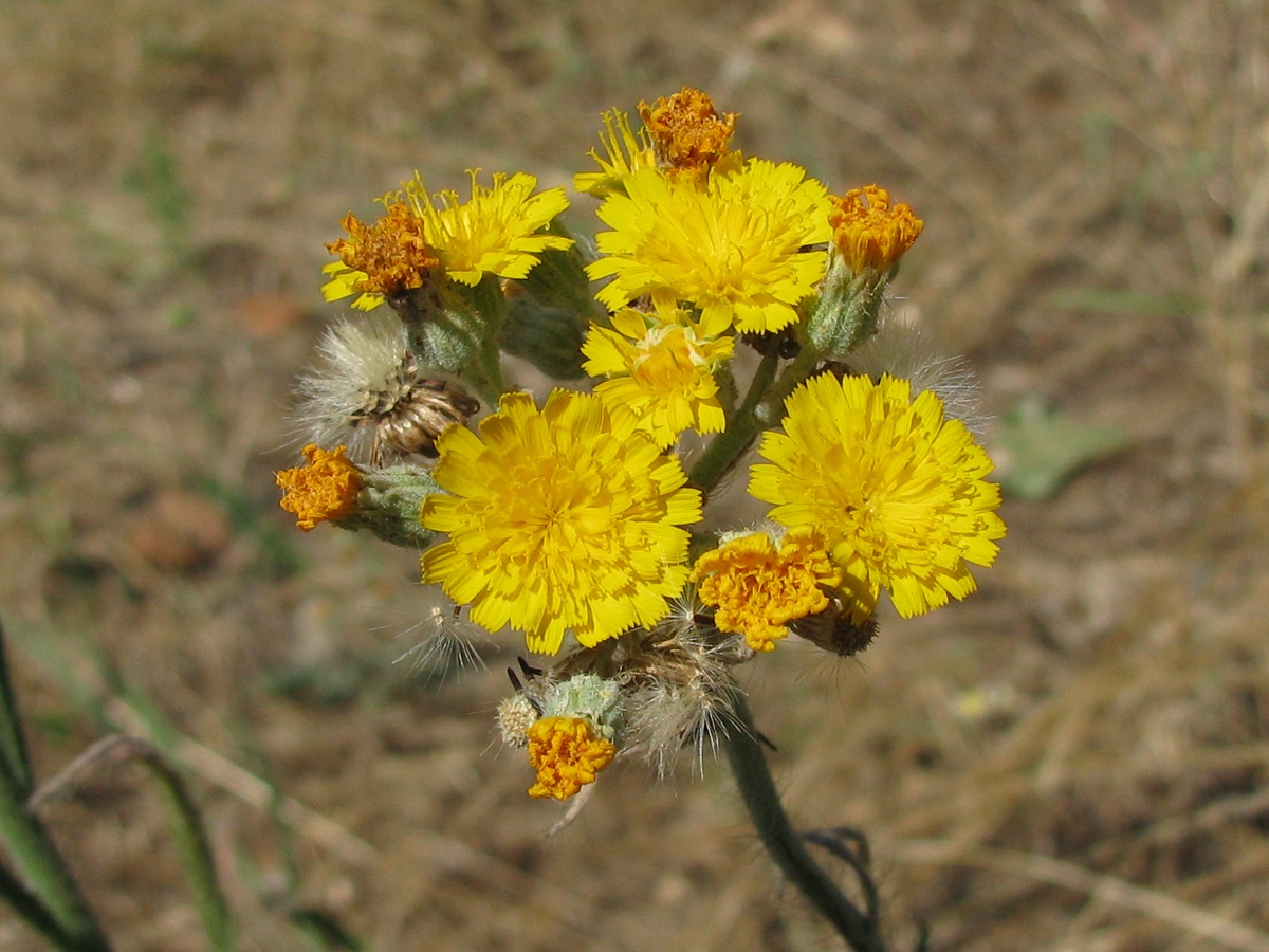 Изображение особи род Hieracium.