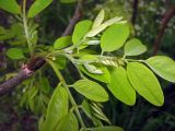 Robinia neomexicana