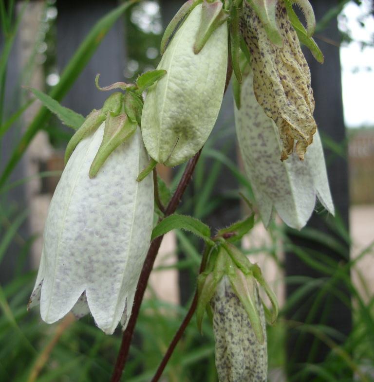 Image of Campanula punctata specimen.