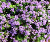 Ageratum houstonianum. Цветущие растения. Хорватия, Истрия, г. Пореч, набережная, цветник вдоль дороги. 06.09.2012.