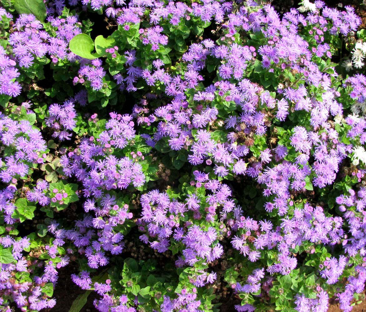 Image of Ageratum houstonianum specimen.