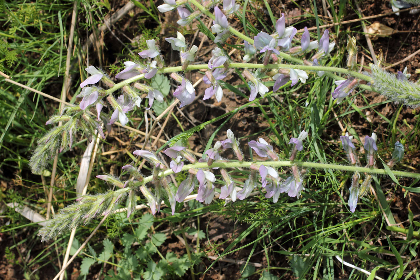 Image of Oxytropis ornata specimen.