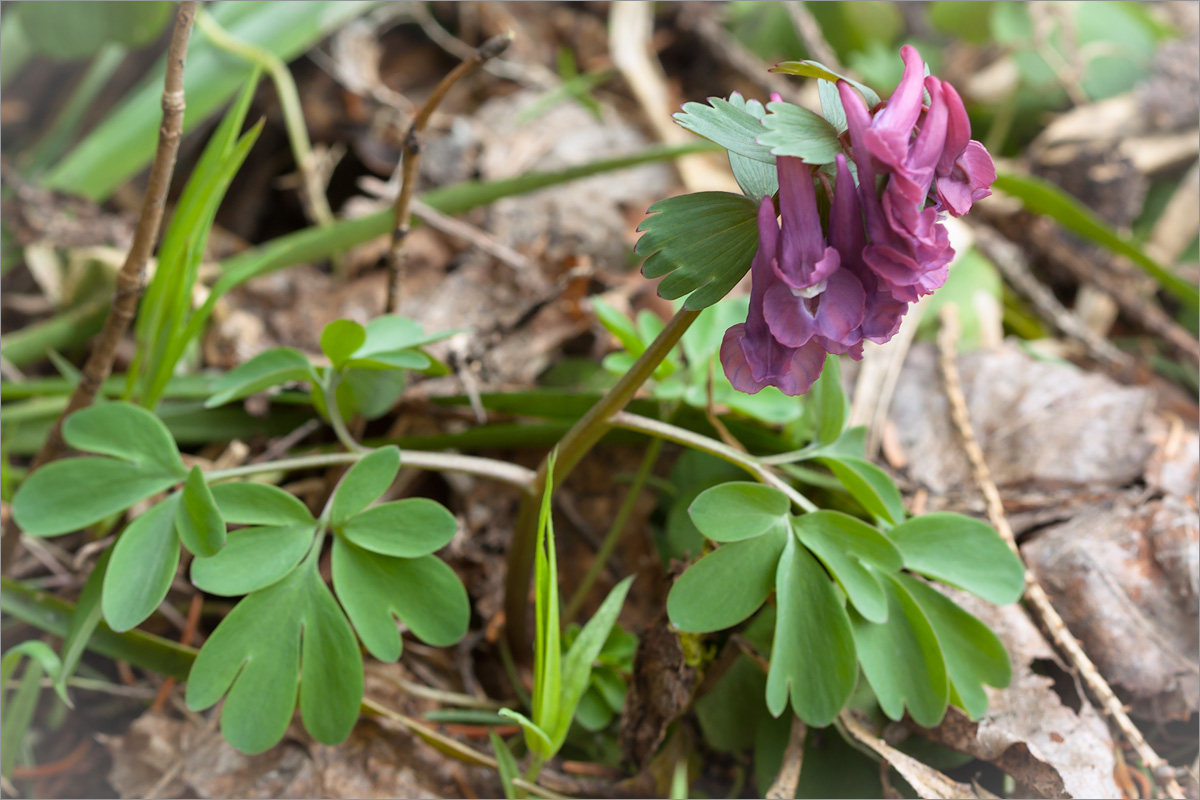 Image of Corydalis solida specimen.