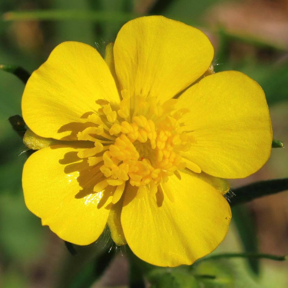 Image of genus Ranunculus specimen.