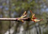 Cynoxylon sinense. Верхушка веточки с распускающимися почками. Германия, г. Krefeld, ботанический сад. 20.04.2013.