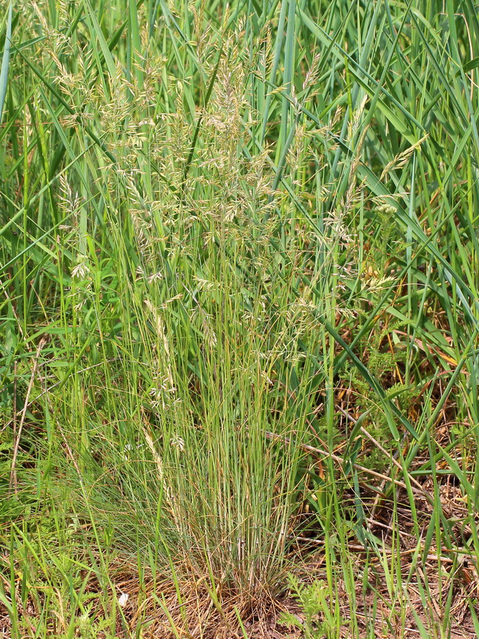 Image of genus Festuca specimen.