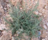 Смотреть изображение Bassia indica