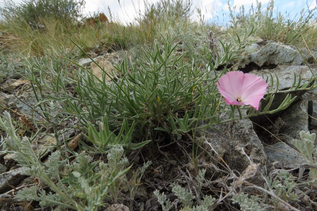 Image of Convolvulus ammannii specimen.