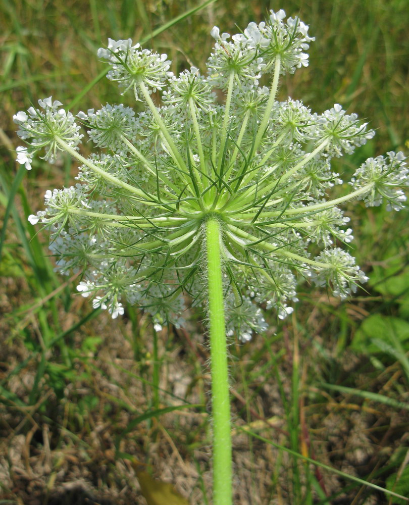 Изображение особи Daucus carota.