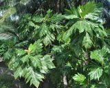 Artocarpus altilis. Крона цветущего и плодоносящего дерева. Таиланд, остров Тао. 27.06.2013.