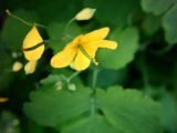 Chelidonium majus. Отцветающий цветок. Украина, г. Луганск, пустырь. Конец июня.