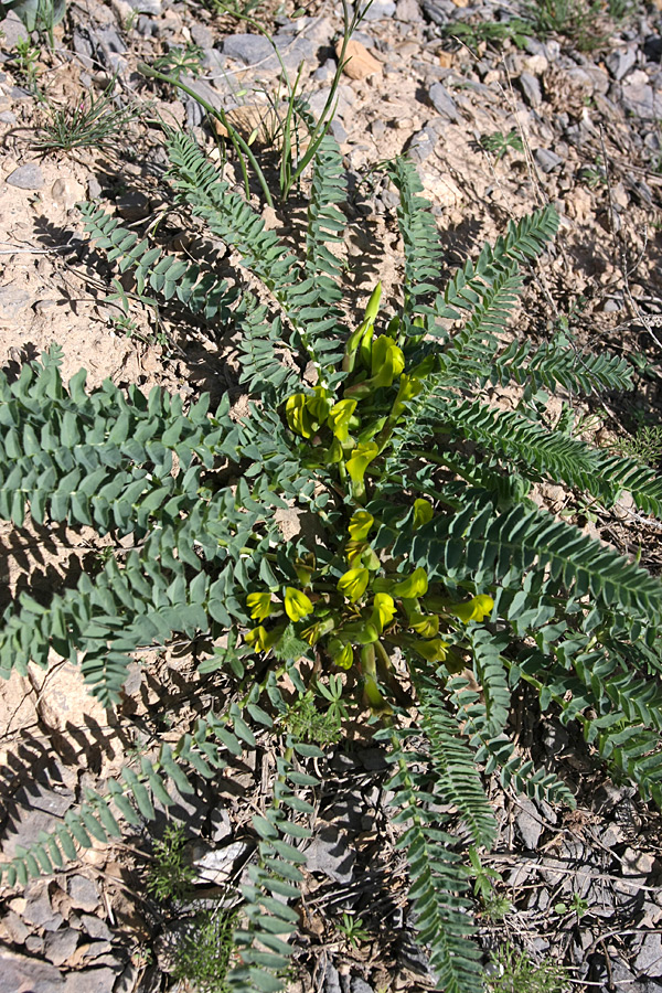 Image of Astragalus macronyx specimen.