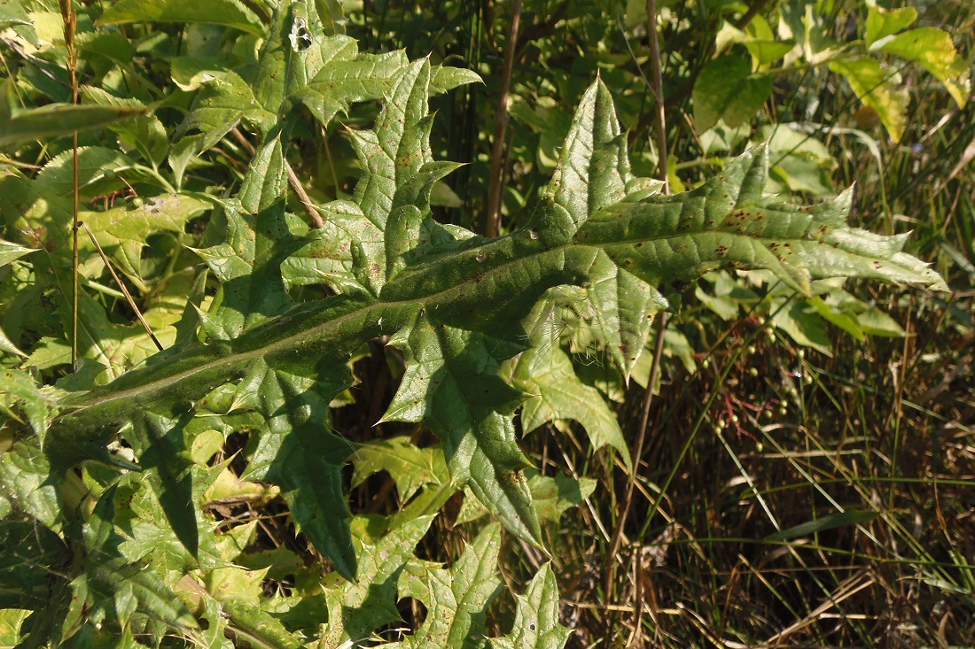 Изображение особи Echinops sphaerocephalus.