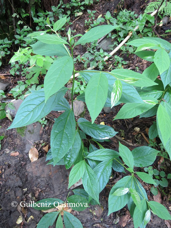 Image of Diospyros lotus specimen.