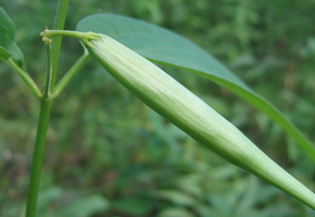 Image of Vincetoxicum hirundinaria specimen.