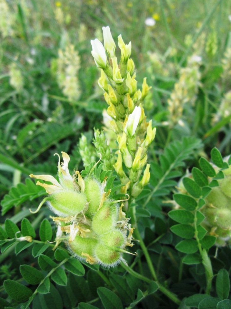 Изображение особи Astragalus cicer.