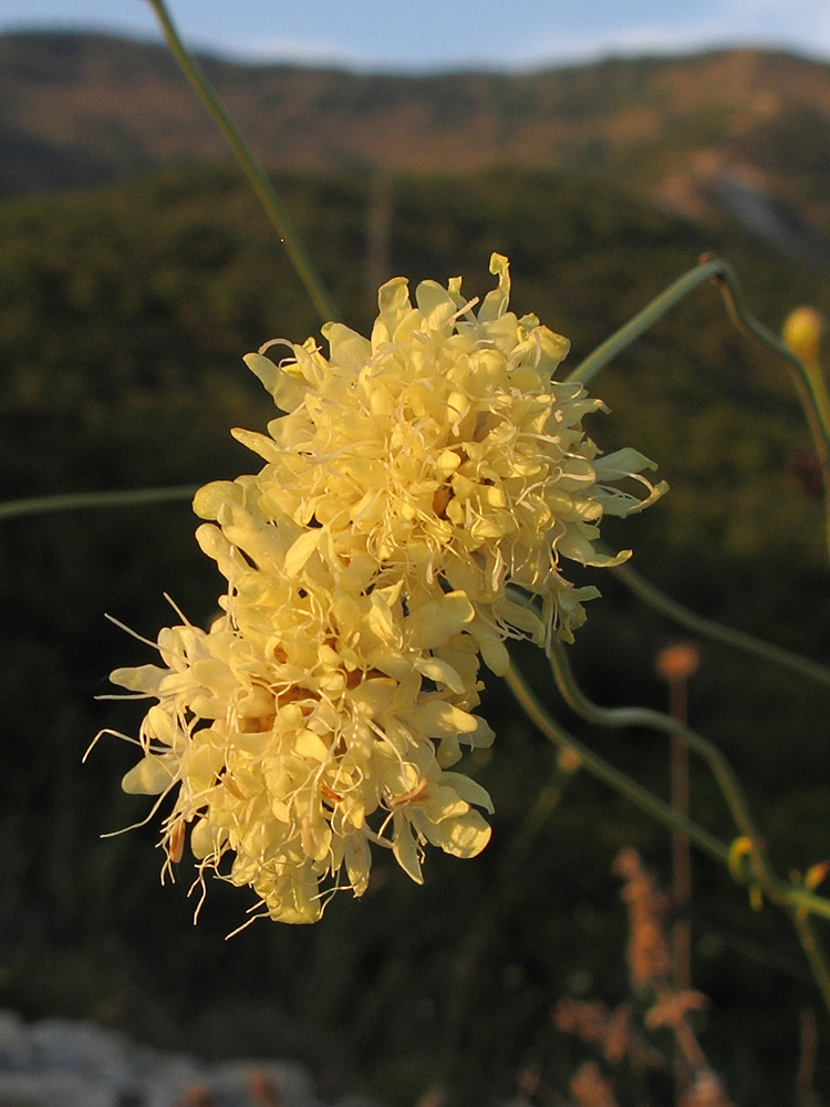 Image of Cephalaria coriacea specimen.