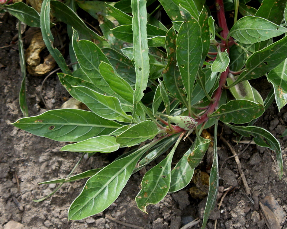 Изображение особи Oenothera macrocarpa.