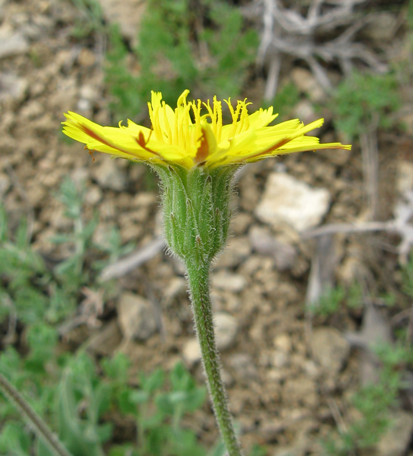 Image of Leontodon biscutellifolius specimen.