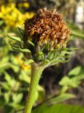 Helianthus tuberosus. Отцветшее соцветие с завязавшимися плодами. Краснодарский край, Крымский р-н, окр. ст. Нижнебаканская, обочина лесной дороги. 10.10.2013.