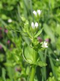 Stellaria neglecta. Верхняя часть цветущего растения. Украина, г. Запорожье, балка Партизанская, высокий берег ручья, под деревьями. 19.04.2013.