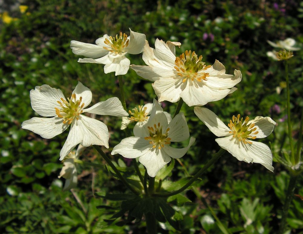 Изображение особи Anemonastrum sibiricum.