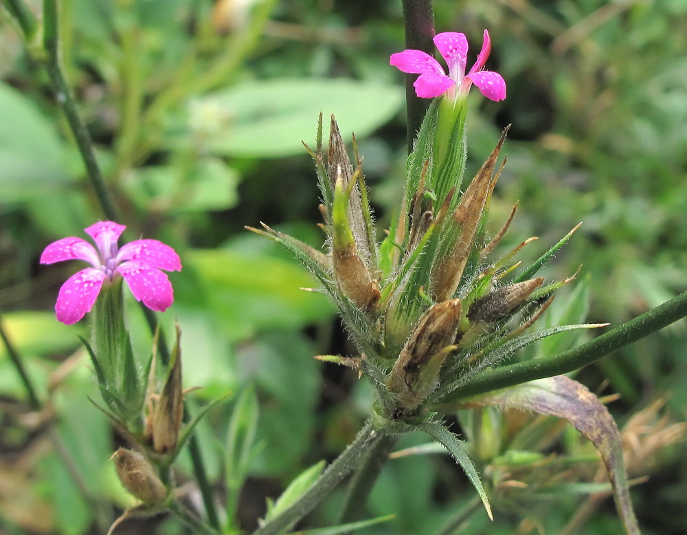 Image of Dianthus armeria specimen.